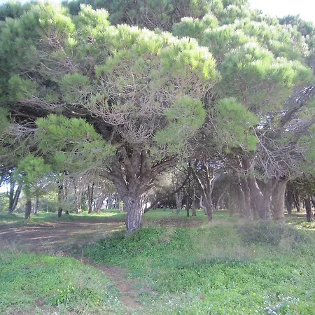 Hl Almada